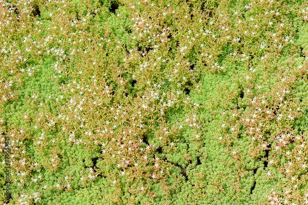 Fototapeta Sedum is a genus of succulent plants in the Crassulaceae family.