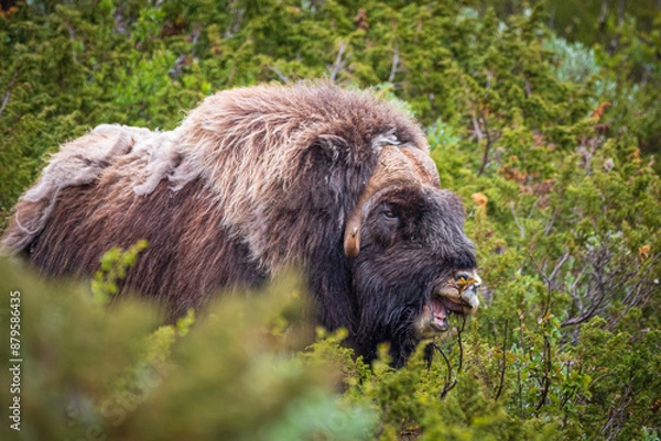 Fototapeta Moschusochse