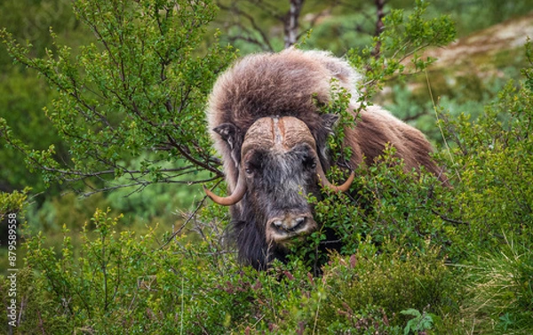 Fototapeta Moschusochse front