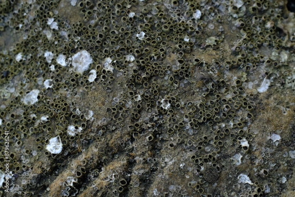 Fototapeta Close-Up of Barnacles on Rocky Surface: Intricate Marine Life Textures and Patterns in Coastal Habitat