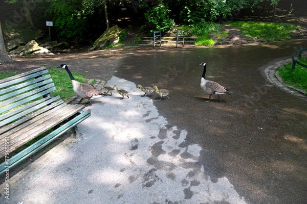 Obraz Duck family crossing the road