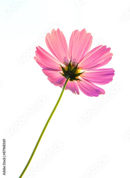 Obraz single red flower isolated on white background 