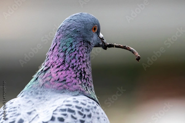 Obraz pigeon gather nesting material a twig