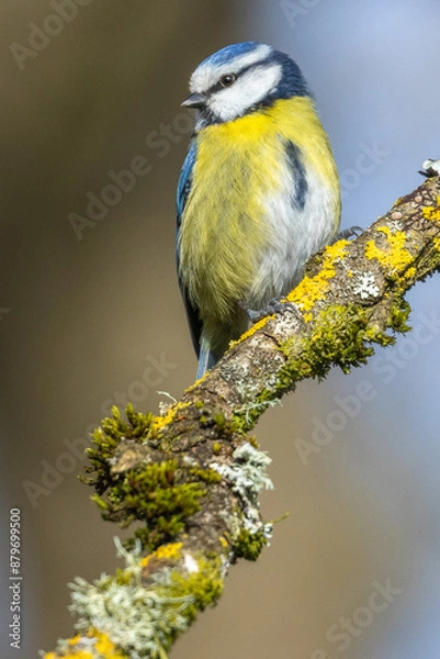 Obraz Blue tit on a perch
