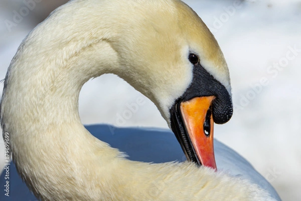 Obraz Beautiful Mute Swan