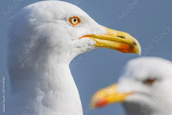 Fototapeta Cheeky Seagulls