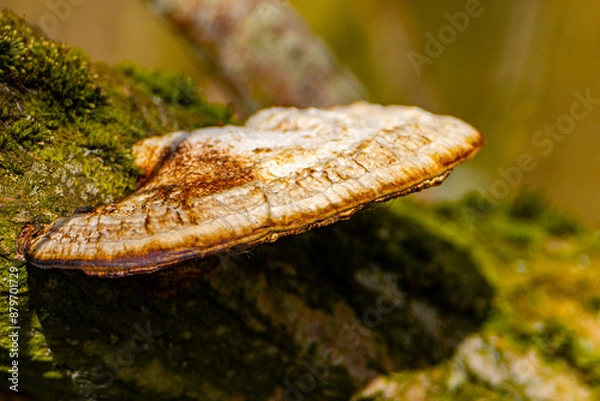 Fototapeta Tree Fungus