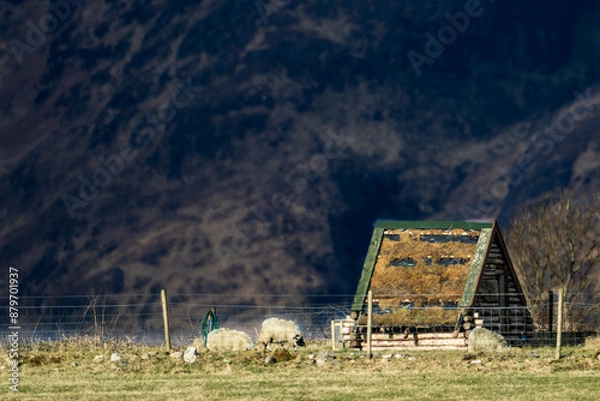 Fototapeta Sheep House