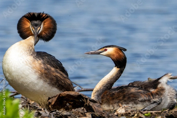 Obraz Great Crested Grebe mating ritual