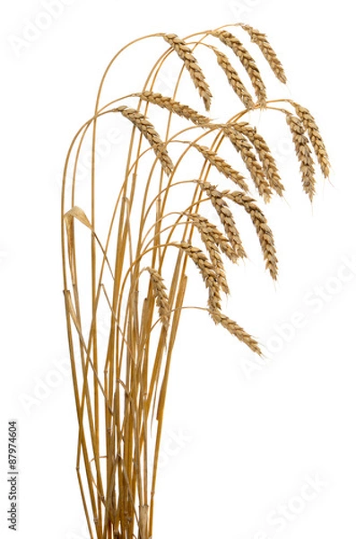 Fototapeta ears of ripe wheat isolated on a white background