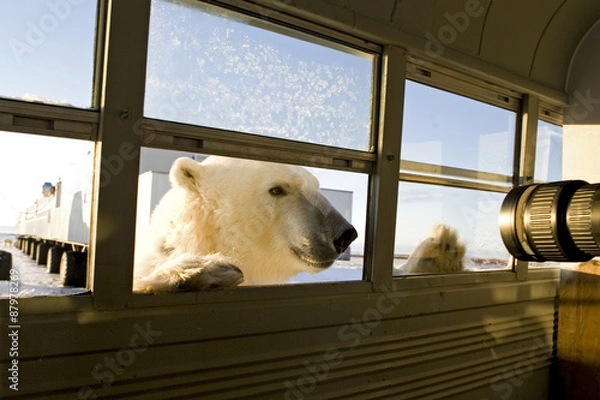 Obraz Eisbär