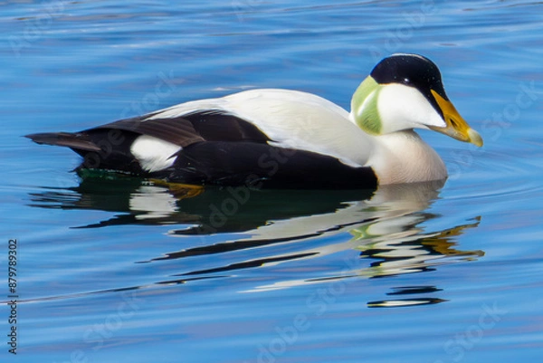 Obraz duck in the water