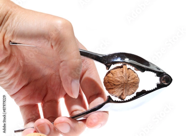 Obraz Walnut in nut cracker isolated on white background.