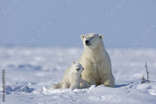 Obraz Eisbärin mit Jungen