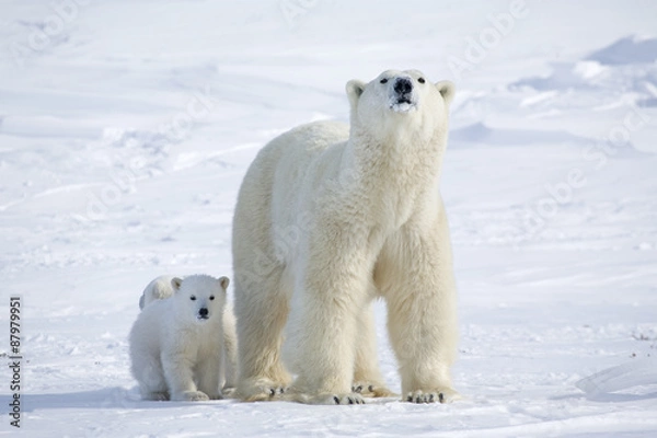 Obraz Eisbärin mit Jungen