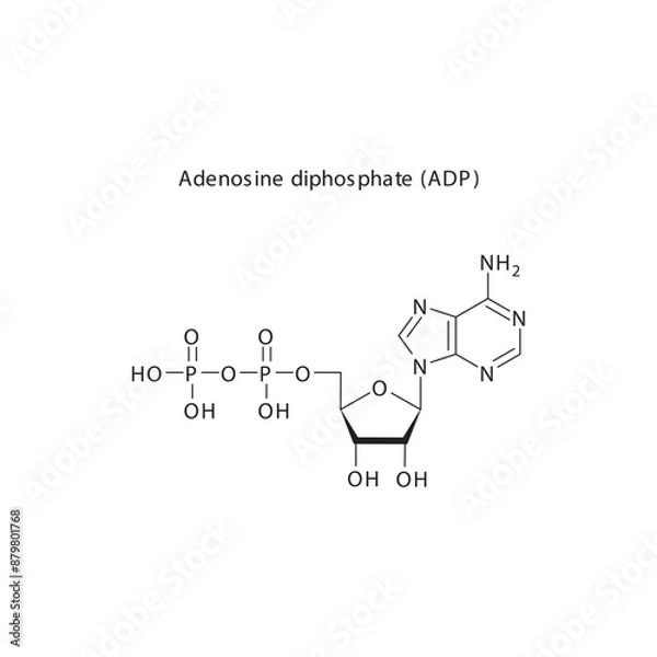 Fototapeta Adenosine triphosphate (ATP) skeletal structure schematic illustration, Nucleoside molecule.