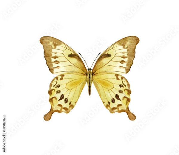 Fototapeta Watercolor colorful butterflies, isolated on white background. blue, yellow, pink and red butterfly spring 