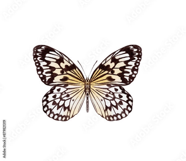 Fototapeta Watercolor colorful butterflies, isolated on white background. blue, yellow, pink and red butterfly spring 