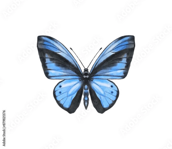 Obraz Watercolor colorful butterflies, isolated on white background. blue, yellow, pink and red butterfly spring 