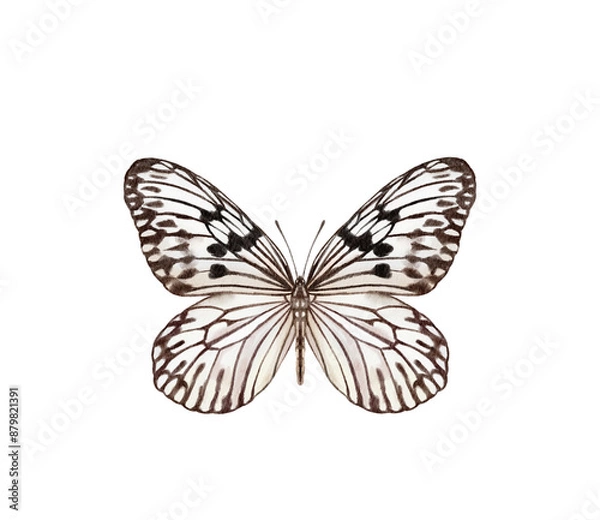 Obraz Watercolor colorful butterflies, isolated on white background. blue, yellow, pink and red butterfly spring 
