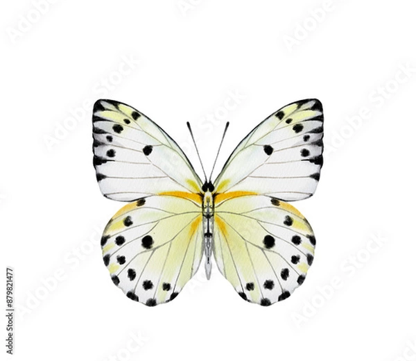 Obraz Watercolor colorful butterflies, isolated on white background. blue, yellow, pink and red butterfly spring 