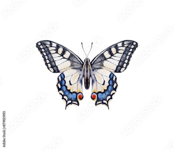 Fototapeta Watercolor colorful butterflies, isolated on white background. blue, yellow, pink and red butterfly spring 