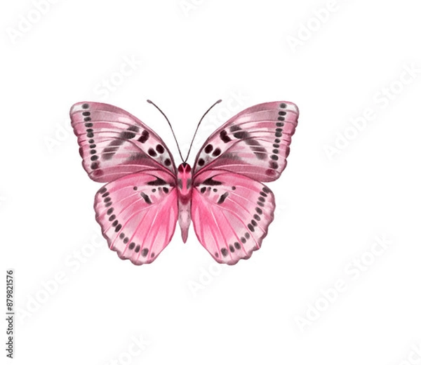 Obraz Watercolor colorful butterflies, isolated on white background. blue, yellow, pink and red butterfly spring 