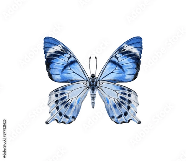 Obraz Watercolor colorful butterflies, isolated on white background. blue, yellow, pink and red butterfly spring 