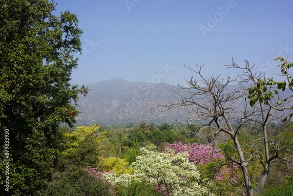 Fototapeta tree in bloom