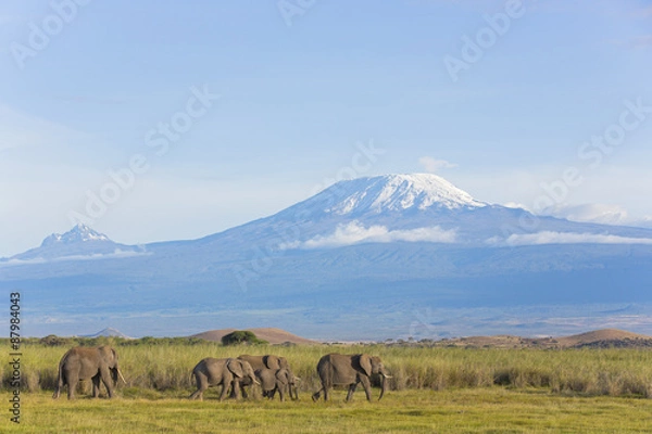 Obraz Elefanten mit Kilimandscharo