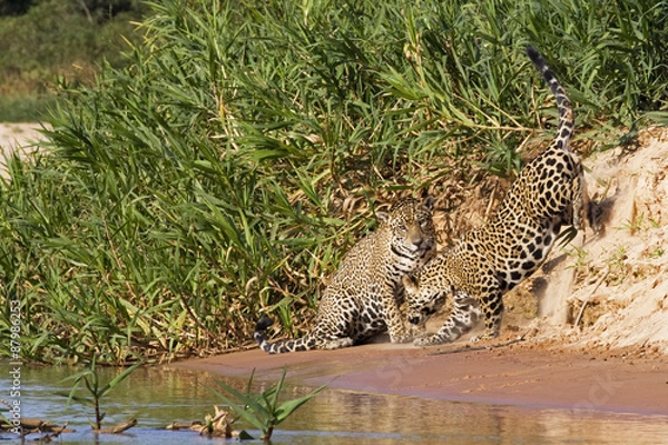 Obraz Jaguare beim Kämpfen