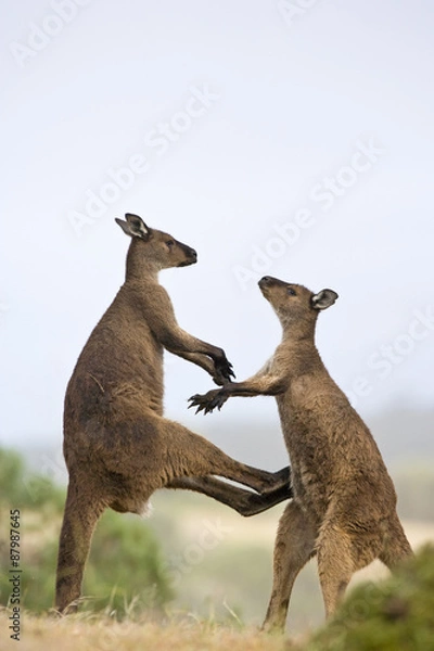 Obraz Kämpfende Kängurus