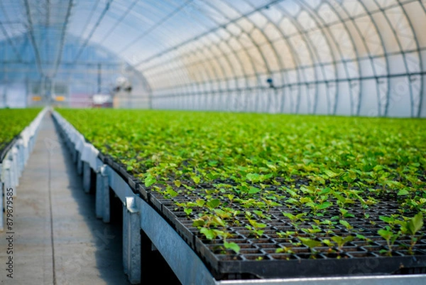 Obraz A huge, new industrial modern greenhouse where various plants, green and tree seedlings are grown