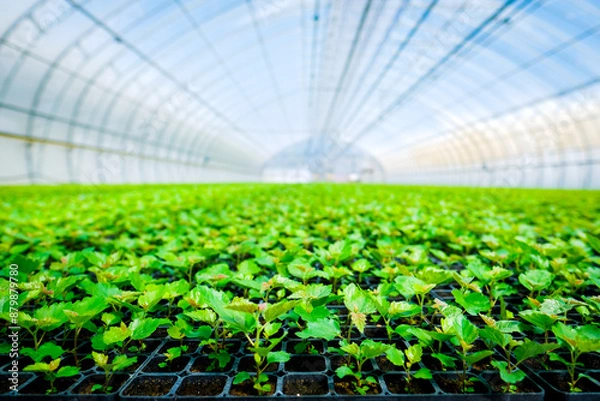 Obraz A huge, new industrial modern greenhouse where various plants, green and tree seedlings are grown