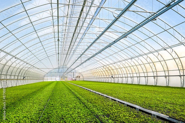Obraz A huge, new industrial modern greenhouse where various plants, green and tree seedlings are grown