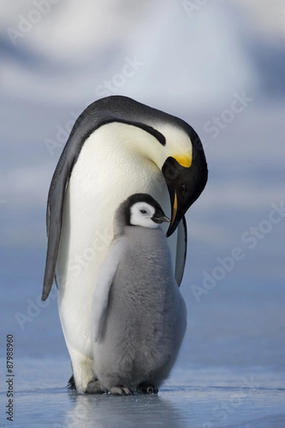 Obraz Kaiserpinguin mit Küken