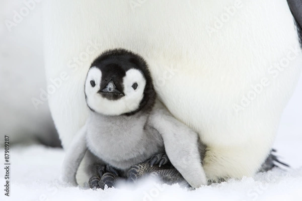 Obraz Kaiserpinguinküken