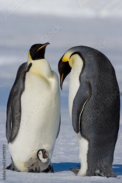 Obraz Kaiserpinguin mit Küken