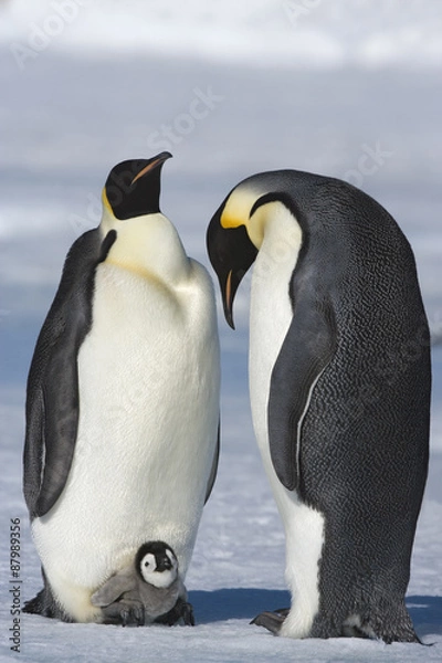 Fototapeta Kaiserpinguin mit Küken