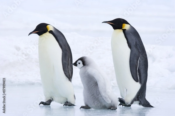 Obraz Kaiserpinguin mit Küken