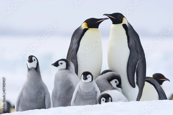 Obraz Kaiserpinguin mit Küken