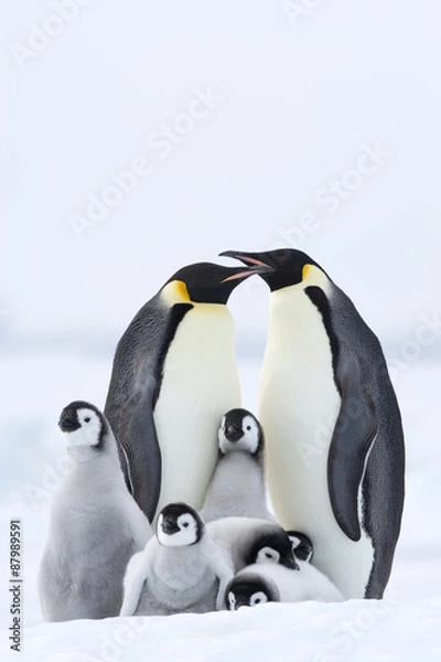 Obraz Kaiserpinguin mit Küken