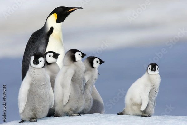 Obraz Kaiserpinguin mit Küken