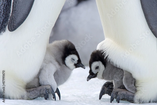 Obraz Kaiserpinguinküken