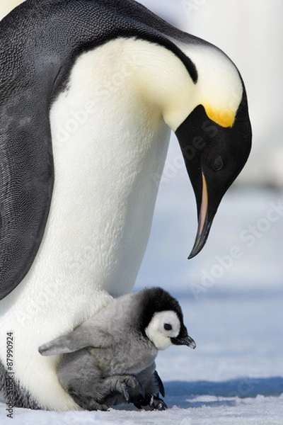 Obraz Kaiserpinguin mit Küken