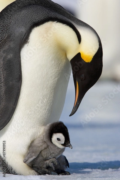Fototapeta Kaiserpinguin mit Küken