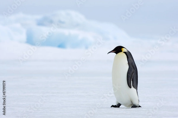 Obraz Kaiserpinguine wandern über das Eis