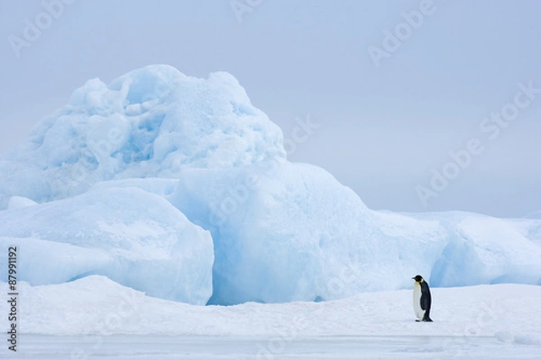 Obraz Kaiserpinguine wandern über das Eis