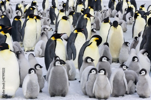 Fototapeta Kaiserpinguinkolonie