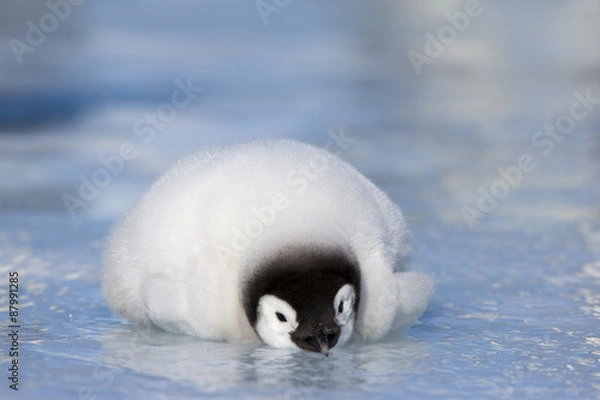 Obraz Kaiserpinguinküken